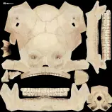 webgl/exp6/modelos/skull/human_skull_medres_aged_dif.png