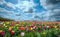 images/flores.jpg