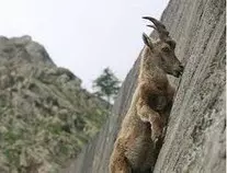 CRAVETHATMINERAL.jpg