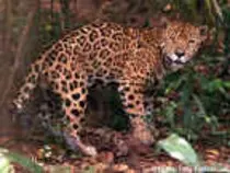 jaguar_small.jpg