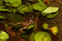 Bach_Ma_puddle_frog_2.jpg