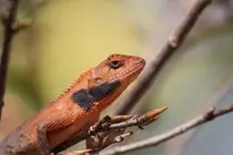 Calotes_versicolor_1.jpg