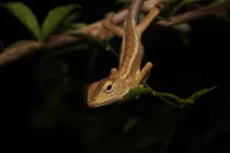 Calotes_versicolor_2.jpg