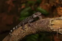 Cyrtodactylus_sp_4.jpg