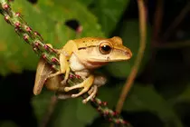 Frog_2.jpg