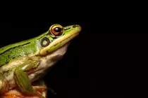 Frog_3.jpg