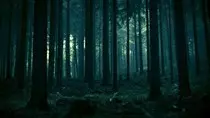 trees.jpg