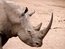 Rhino.jpeg