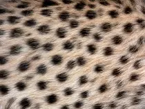 cheetah-spots.jpg