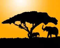 elephanttree.jpg