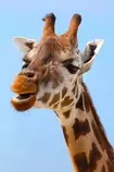 giraffe.jpg