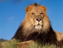 lion.jpg