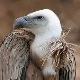 vulture.jpg