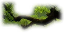 images/branchedarbre.png