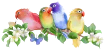 images/oiseaux.png
