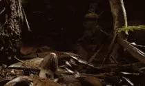 enter8.gif
