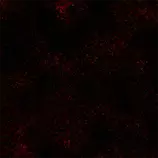 assets/images/backround.png