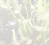 BackGrndFredd.png