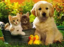wallpaper-puppies-and-dogs-34-desktop-backgroundedited.jpg