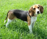 Beagle.jpg