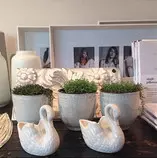 Images/swans.jpg