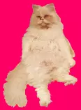 Sampson2.png