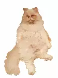 sampson1.png