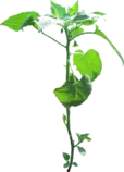 tallo.png