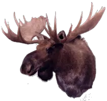 moosehead.gif