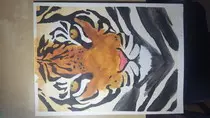 tiger.jpg