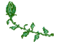 img/rosebloom.gif