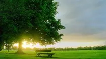 images/tree.jpg