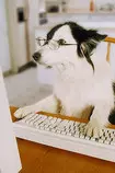 modulo2/img/perro1.jpg