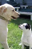 modulo2/img/perro2.jpg