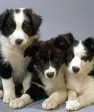 modulo2/img/perro3.jpg