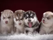 modulo2/img/perro4.jpg