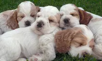 modulo2/img/perro5.jpg