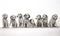 modulo2/img/perro6.jpg