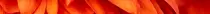 images/Chrysanthemum_15.gif