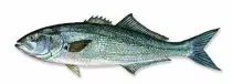 bluefish.jpg
