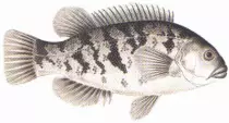 fishings.jpg