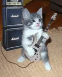 img/gato.gif