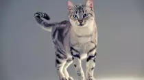 cat1080p.jpg