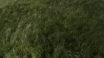 Images/Blender/Grass.png
