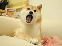 dogepic.jpg