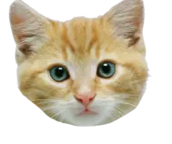cat.png