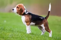 Personalbranding/pBrandingMR/pix/Beagle-Breed-Information1.jpg
