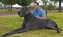 Personalbranding/pBrandingMR/pix/Great Dane.jpg