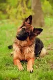Personalbranding/pBrandingMR/pix/Teh German Shepherd.jpg