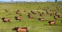 Personalbranding/pBrandingMR/pix/wiener-dogs.jpg